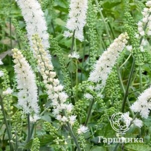 

Цимицифуга (Клопогон) Вайт Перл