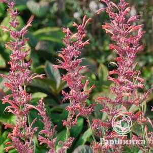 

Лофант (Агастахе) Флер