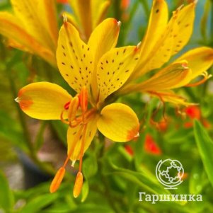 

Альстромерия Глори оф зе Андес