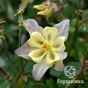 

Аквилегия Спринг Меджик Еллоу