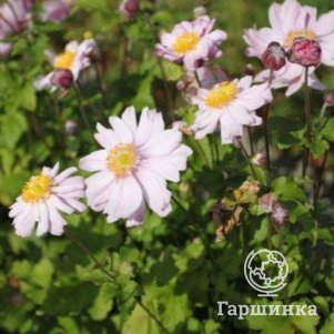 

Анемона (Ветреница) Монт-Роуз (Шелл Пинк)