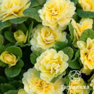 

Примула Беларина Баттеркап Еллоу