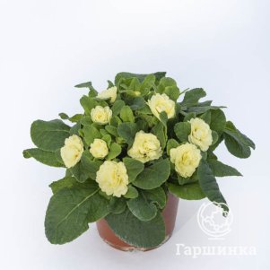 Примула Беларина Лемон Шифон