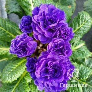 

Примула Беларина Океан Блю