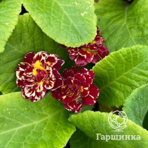 

Примула Беларина Санрайз Руби