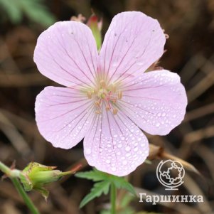 

Герань садовая Кашмир Пинк