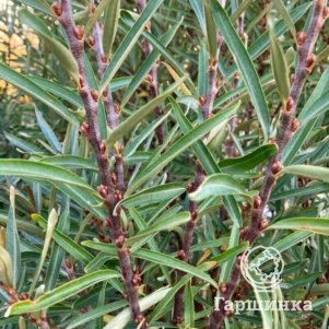 

Облепиха Лорд