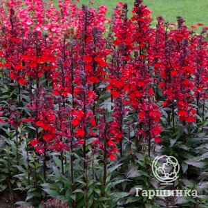 

Лобелия Старшип Скарлет