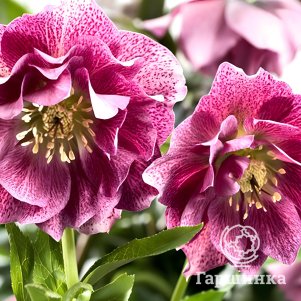 

Морозник Пинк Промис