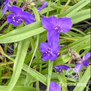 

Традесканция Блю Стоун