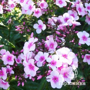 

Флокс Синдерелла метельчатый