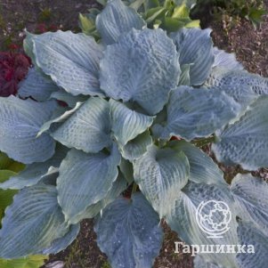 

Хоста Даймонд Лейк (M)