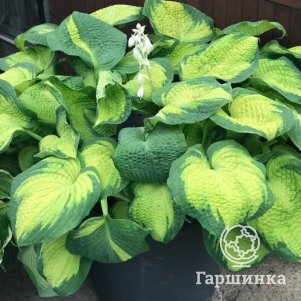 

Хоста Бразер Стефан (L)