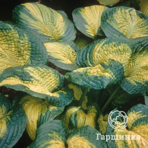 Хоста Бразер Стефан L 650₽