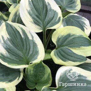 

Хоста Фрагнрант Кинг (ML)