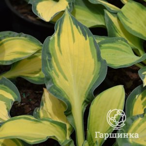 

Хоста Хэппи Дейс (ML)