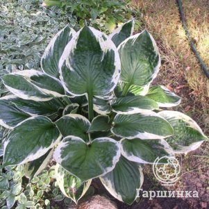 

Хоста Индепенденс (M)