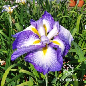 Ирис мечевидный Диннер Плейт Каррот Кейк