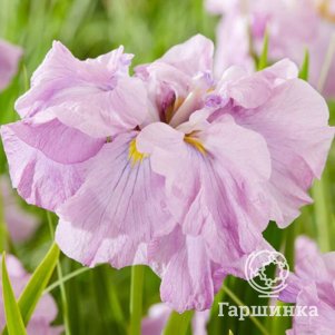 Ирис мечевидный Диннер Плейт Таб Тим Гроб