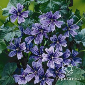 

Мальва Марина лесная