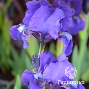 

Ирис карликовый Трули