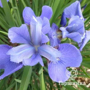 

Ирис сибирский Блю Бан