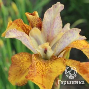 

Ирис сибирский Пикок Батерфляй Джинжер Твист