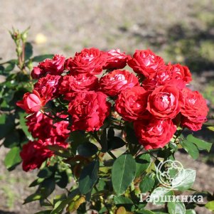 

Роза Майди миниатюрная, Imperial Rose