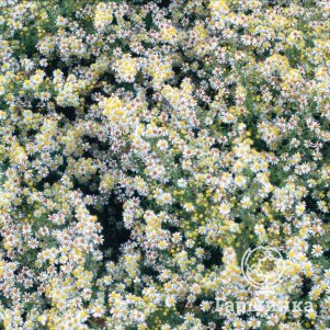 

Астра Голден Спрей вересковая