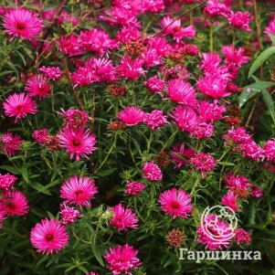 

Астра Андекен ан Альма Печке