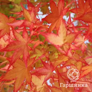 

Клен веерный Би Ху