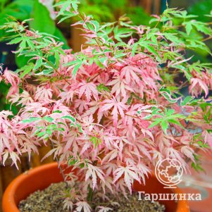 

Клен веерный Иёси