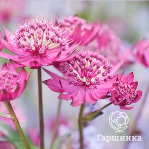 

Астранция Руби Клауд