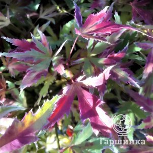 

Клен веерный Метаморфоза