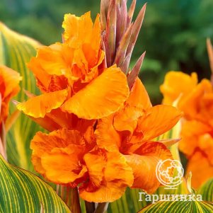 

Канна Стриата