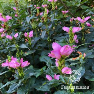 

Хелоне Хот Липс