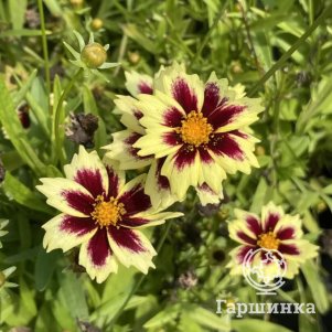 

Кореопсис Солар Фенси