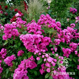 

Роза Динки мускусная, Ленс (лиц)