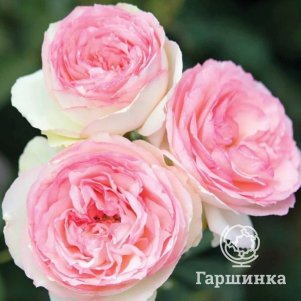 Роза Эден Роуз (Пьер Де Ронсар), Мейян (лиц)