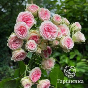 

Роза Мини Эден Роуз, Мейян (лиц)