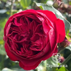 

Роза Ред Эден Роуз, Мейян (лиц)