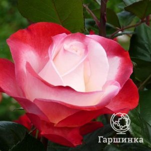 Роза Ностальжи чайно-гибридная, Тантау (лиц)