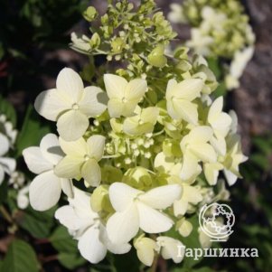 

Гортензия Дентель де Горрон метельчатая