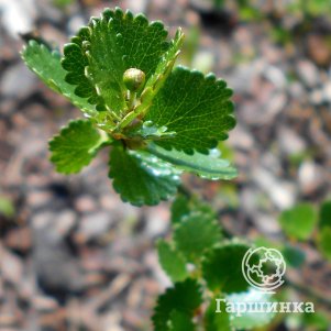 

Береза Нана