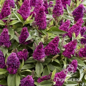 

Буддлея Давида Батерфляй Литл Маджента