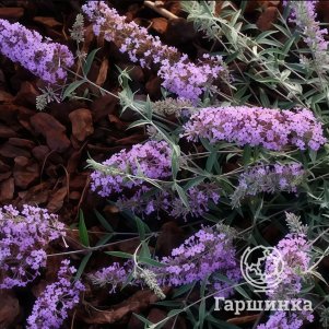 

Буддлея Давида Фри Петит Лавендер