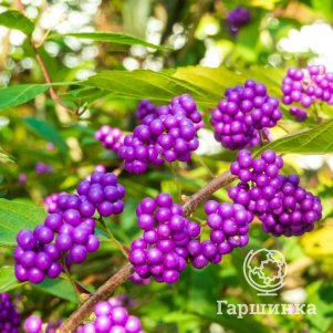 

Красивоплодник вильчатый Иссаи