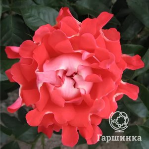 Роза Кэнди Раффлс