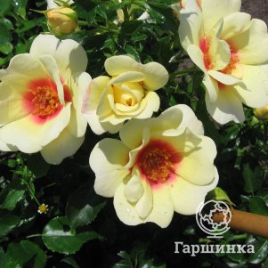 Роза Глориос Бэбилон Айз