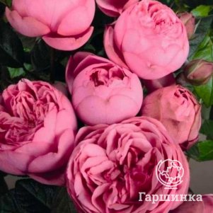 Роза Хеппи Пиано чайно-гибридная 350₽